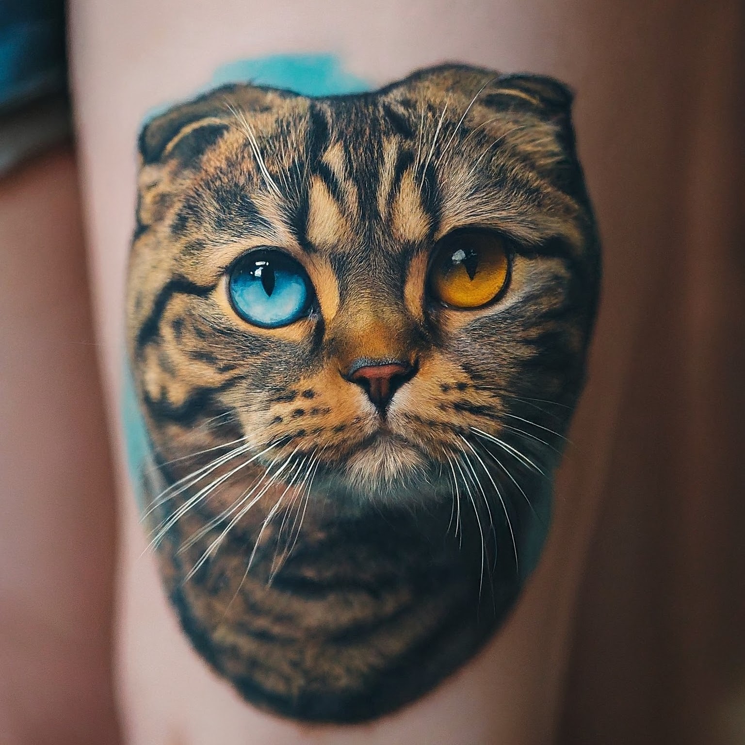 Curious Scottish cat tattoo