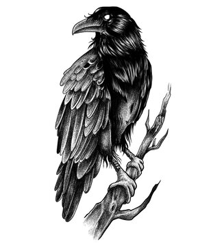 raven tattoo 2025 364155 raven tattoo 2025 364155